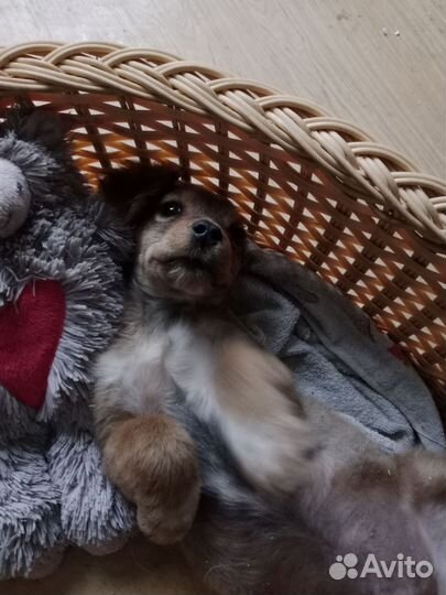 Щенок,2,5-3 месяца