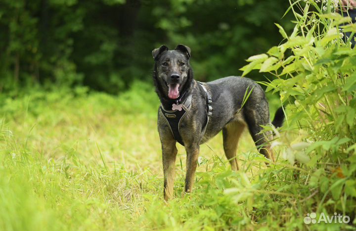 Собака в добрые руки