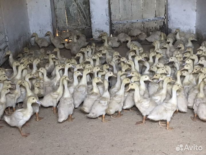 Бройлерные утки
