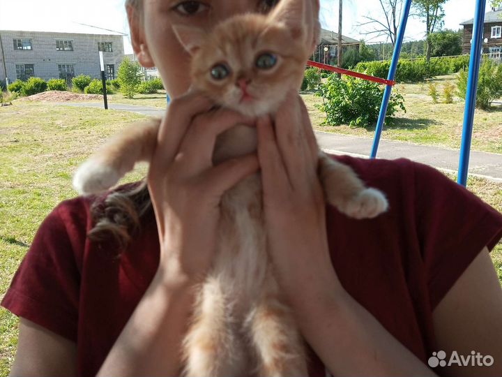 Два котёнка мальчики бесплатно