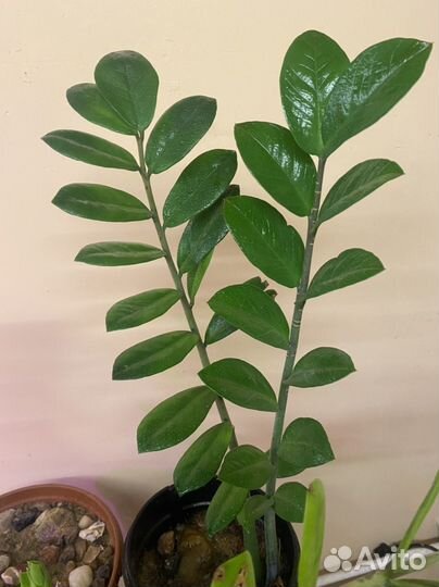 Замиокулькас