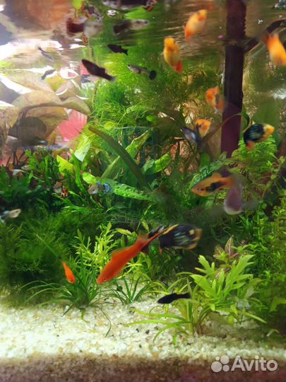 Аквариумные рыбки и растения