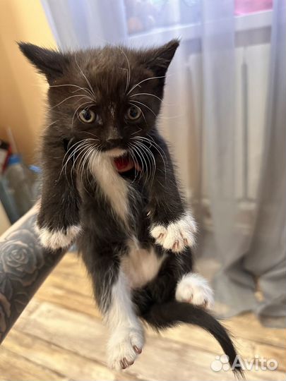 Котята бесплатно