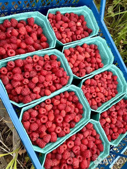 Малина ягоды оптом