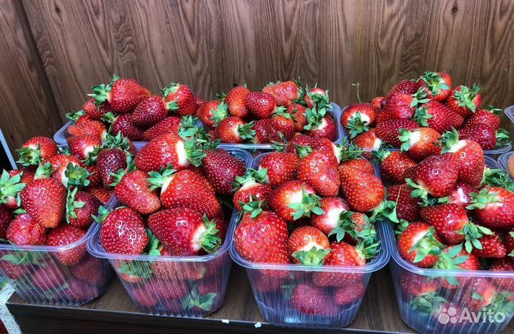 Клубничный бизнес с высокой доходностью