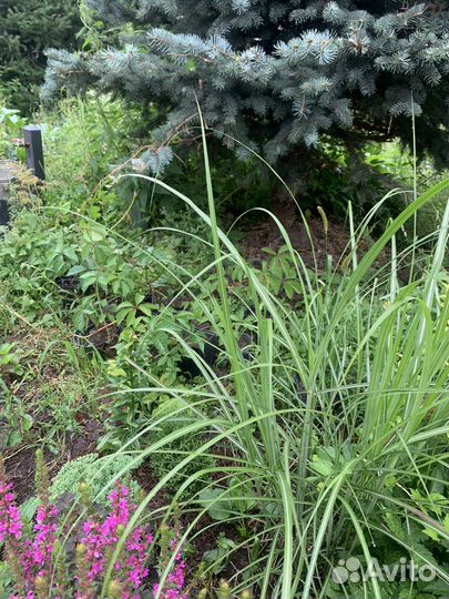 Саженцы девичий виноград