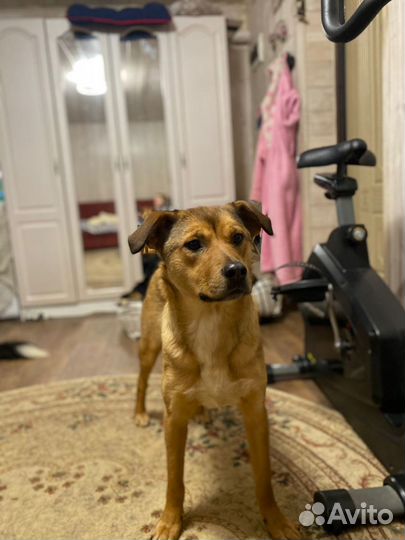 Отдам в добрые руки собаку