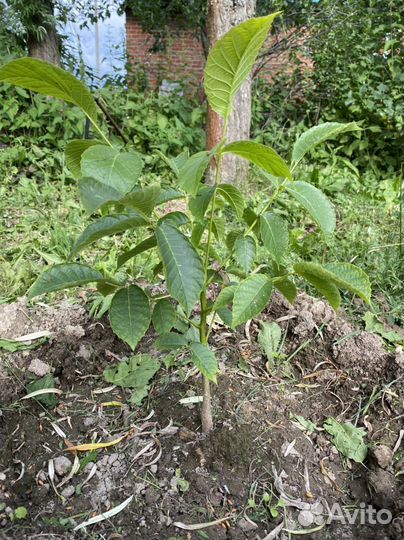 Грецкий орех ростовский саженец первогодок