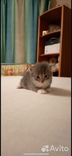 Котенок