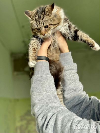 Отдам в добрые руки