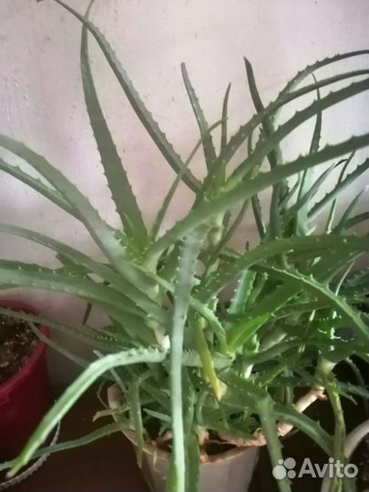 Монстера в подарок сансевиерию