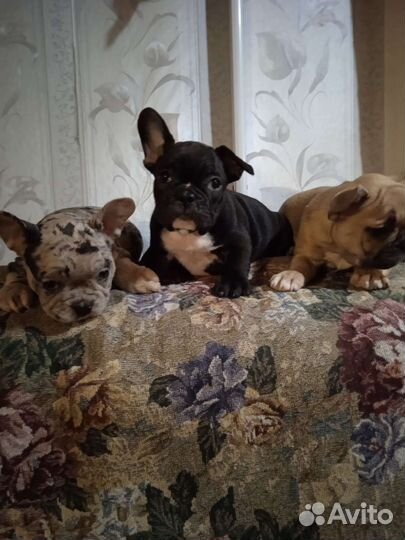 Французские бульдожки