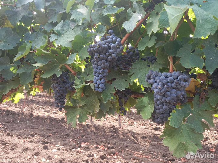 Продаётся виноградник