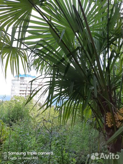 Продам пальмы Трахикарпус Форчуна
