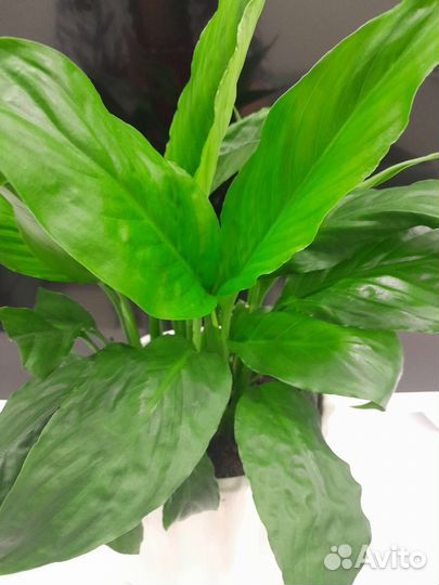 Спатифиллум