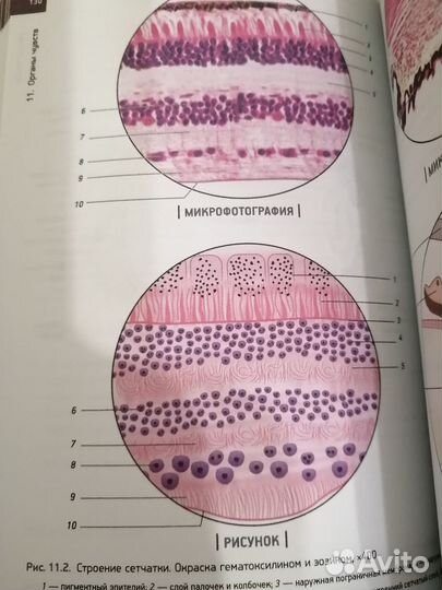 Гунин гистология в схемах и таблицах