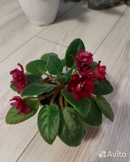 Комнатные цветы