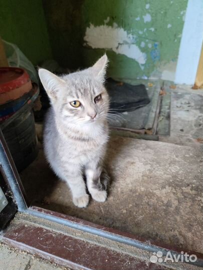 Кошка