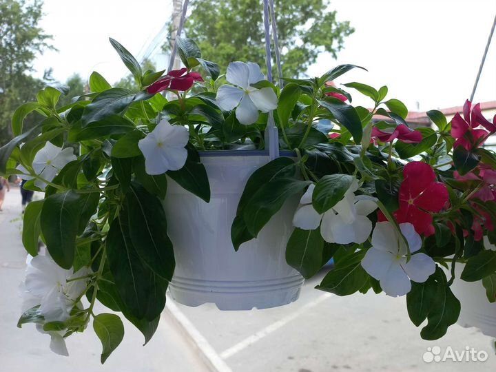 Продаю катарантус