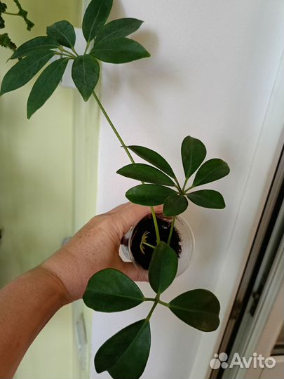 Фикусы, Шефлера