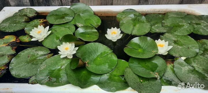 Цветы Нимфея