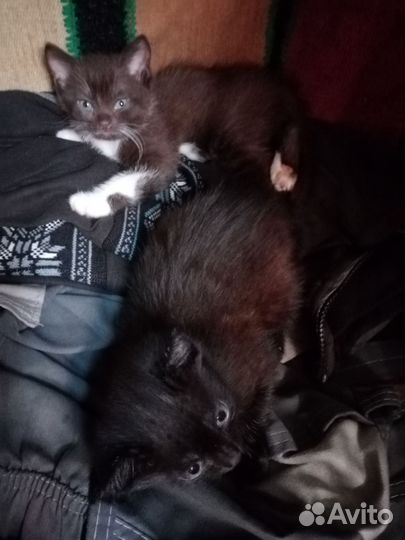 Котята в добрые руки