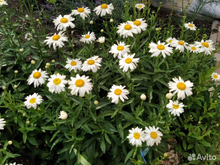 Ромашка и сантолина