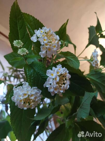 Лантана белая и оранжевая