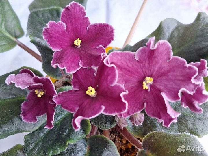 Сортовые фиалки цветущие