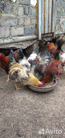 Петухи молодые