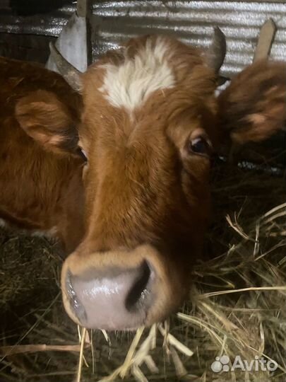 Телка стельная