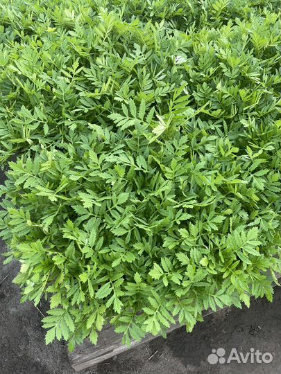 Рассада помидор и перцев, огурцы, капуста