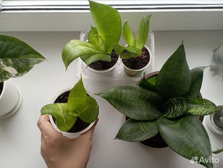 Сансевиерия ханни