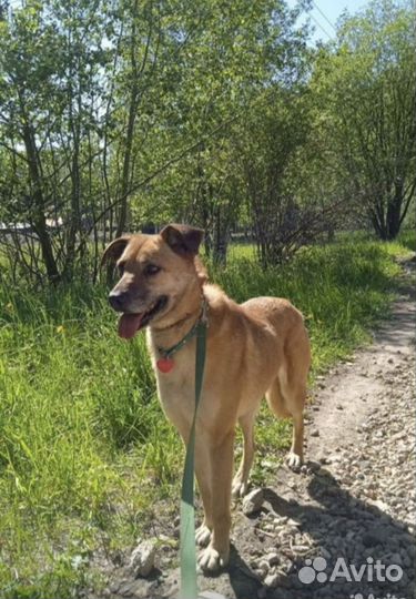 Трепетная собачка Яся в самые добрые руки