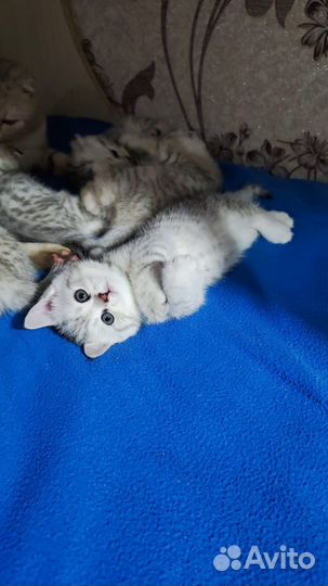 Шотландские котята