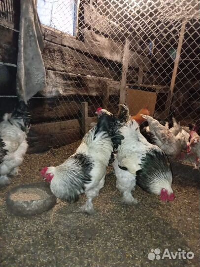 Петухи, брама