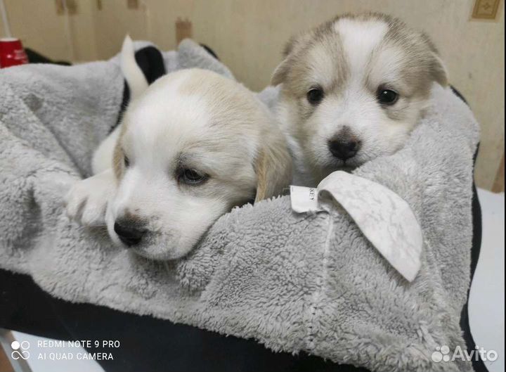 Отдам щенков бесплатно