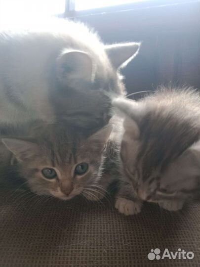 Котята отдам в добрые руки бесплатно