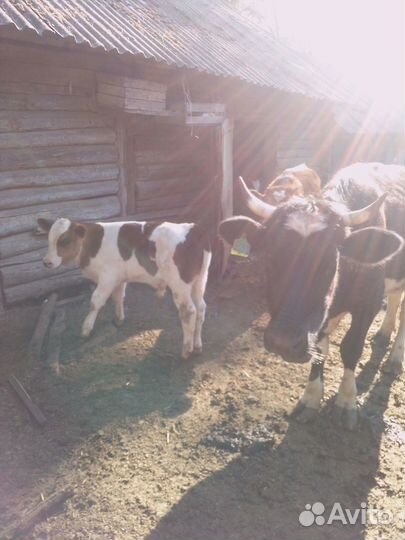 С/х животные