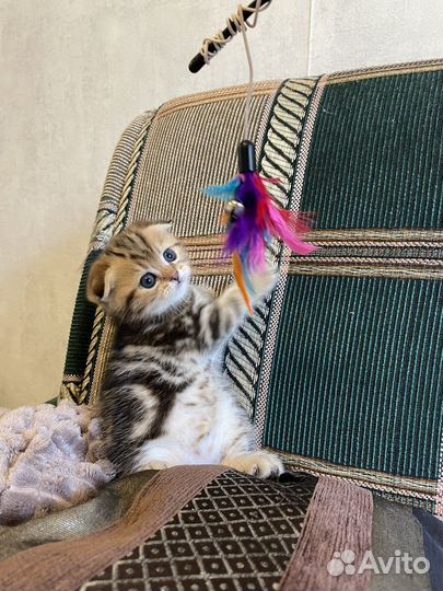 Шотландский котенок+ кот на вязку