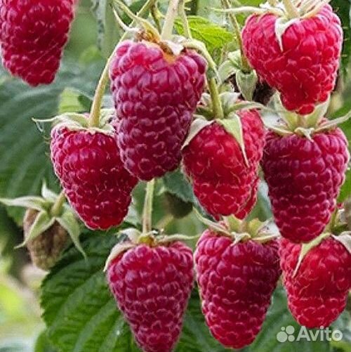 Саженцы малины