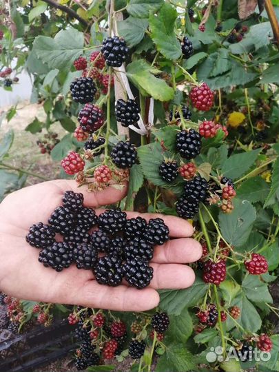 Саженцы ягодных культур