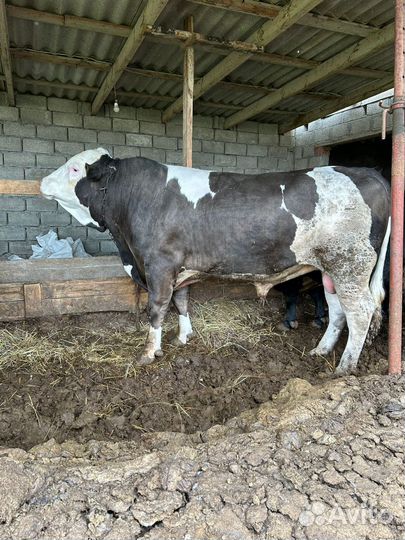 Бычки мясной породы 2 г