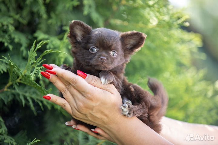 Шоколадые, лиловые и голубые щенки Чихуахуа