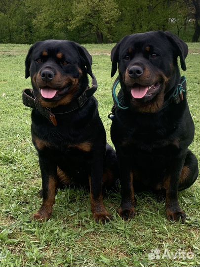 Дрессировка собак индивидуально и в группе