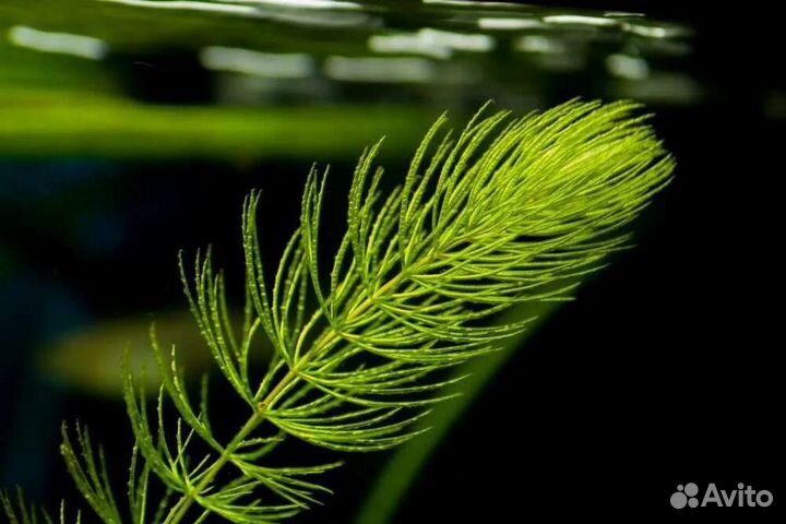 Роголистник