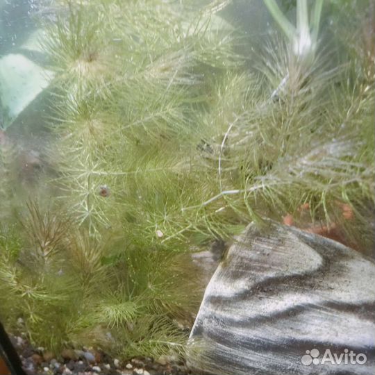 Аквариумные растения и животные