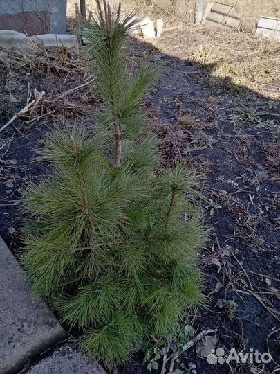 Молодые Кедры