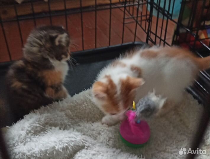 Котята в добрые руки 1,5 мес