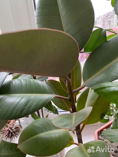 Фикус каучуконосный